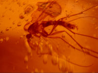 Large Chiapas amber with 2 insects, 25 million years old.