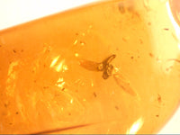 Chiapas amber with an insect with beautiful spread wings, 25 million years old.