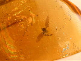Chiapas amber with an insect with beautiful spread wings, 25 million years old.
