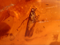 Chiapas amber with a large insect, 25 million years old.