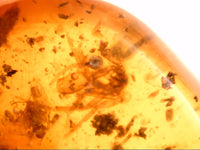 Chiapas amber with a Spider, 25 million years old.