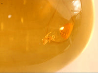 Cute Spider in Dominican Amber, 20-25 Million Years Old