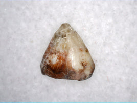 Revueltosaurus Tooth, Chinle Formation
