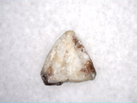 Revueltosaurus Tooth, Chinle Formation