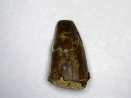 Edaphosaurus Tooth, Permian