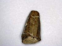 Edaphosaurus Tooth, Permian
