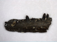 Delorhynchus (Bolterpeton) Jaw Section, Permian