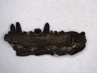 Delorhynchus (Bolterpeton) Jaw Section, Permian