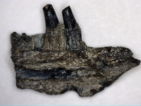Cacops Jaw Section, Permian