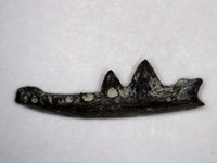 Euryodus Jaw Section, Permian