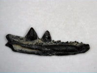 Euryodus Jaw Section, Permian