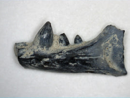 Euryodus Jaw Section, Permian