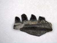 Varanops Jaw Section, Permian