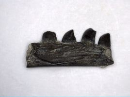 Varanops Jaw Section, Permian