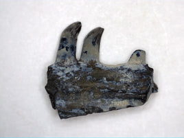 Mycterosaurus Jaw Section, Permian