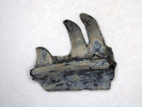 Mycterosaurus Jaw Section, Permian