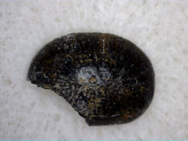 Crocodylomorph Tooth, Ajuga Formation