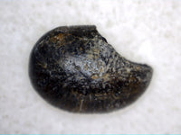 Crocodylomorph Tooth, Ajuga Formation
