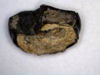 Crocodylomorph Tooth, Ajuga Formation