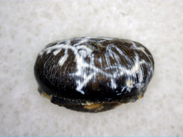 Crocodylomorph Tooth, Ajuga Formation