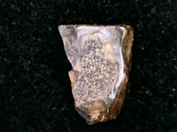 Ceratopsian Tooth, Aguja Formation, Texas