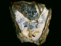 Ceratopsian (Agujaceratops?) Tooth, Aguja Formation, Texas