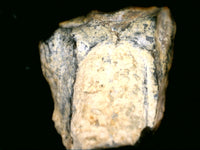 Ceratopsian (Agujaceratops?) Tooth, Aguja Formation, Texas