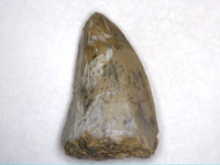 Dimetrodon milleri Tooth, Permian