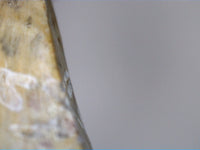Dimetrodon milleri Tooth, Permian