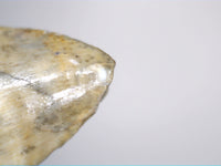 Dimetrodon milleri Tooth, Permian
