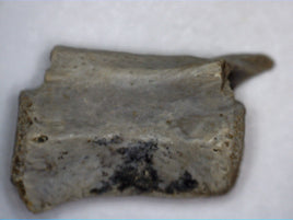Ornithomimid Caudal (tail) Vertebrae
