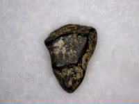 Thescelosaurus Tooth from the Hell Creek Formation