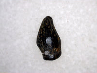 Thescelosaurus Pre Max Tooth from the Hell Creek Formation