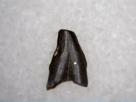 Avisaurus Tooth from the Hell Creek Formation