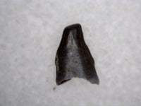 Avisaurus Tooth from the Hell Creek Formation