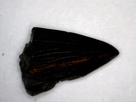 Mosasaur Tooth, Rare Location