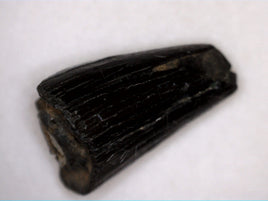 Deinosuchus rugosus Tooth from North Carolina