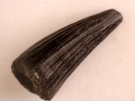 Deinosuchus rugosus Tooth from North Carolina