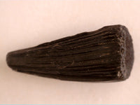 Deinosuchus rugosus Tooth from North Carolina