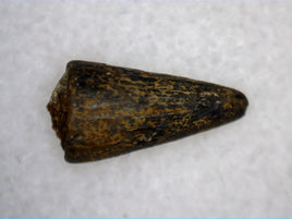 Crocodile Tooth, Ojo Alamo Formation