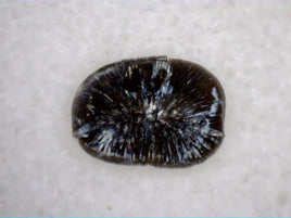 Crocodile Crusher Tooth, Ojo Alamo Formation