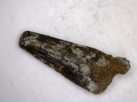 Crocodile Tooth, Ojo Alamo Formation