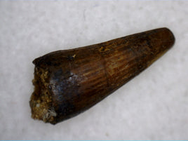 Crocodile Tooth, Ojo Alamo Formation