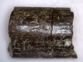 Alamosaurus sanjuanensis Tooth, Ojo Alamo Formation