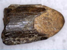 Alamosaurus sanjuanensis Tooth Tip, Ojo Alamo Formation