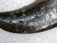 Theropod (Dromaeosaur or Tyrannosaur) Tooth, Two Medicine Formation.