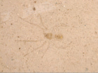Fossil Spider, Florissant Formation 34 Million Years Old