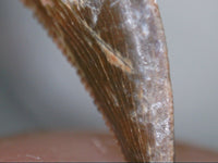 Actual Dromaeosaur (Raptor) Tooth From Kem Kem