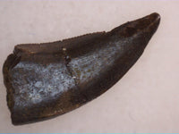 Dakotaraptor Tooth