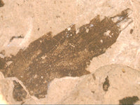 Fossil Leaf, Florissant Formation 34 Million Years Old